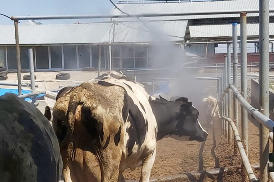 Hayvan Çiftliği Fansız Serinletme Sistemi