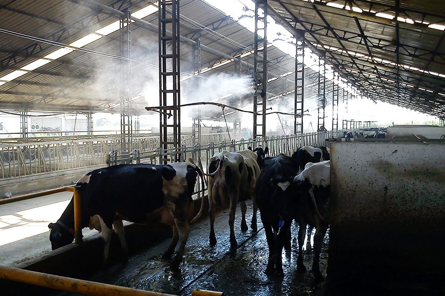 Hayvan Çiftliği Fanlı Serinletme Sistemi